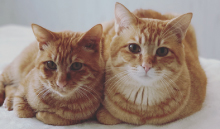 譲渡猫の写真による同窓会
